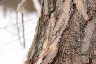 Çam ağacı, yakın plan kabuk. Kışın ormanda çam ağacının gövdesine yakın çekim, yer seviyesinden fotoğraf. Doğal arka plan için ağaç. Ayrıntılar. Bulanık kış geçmişi olan çam ağacı gövdesine odaklan. Kar yağışıName
