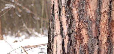 Çam ağacı, yakın plan kabuk. Kışın ormanda çam ağacının gövdesine yakın çekim, yer seviyesinden fotoğraf. Doğal arka plan için ağaç. Ayrıntılar. Bulanık kış geçmişi olan çam ağacı gövdesine odaklan. Kar yağışıName