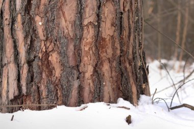 Çam ağacı, yakın plan kabuk. Kışın ormanda çam ağacının gövdesine yakın çekim, yer seviyesinden fotoğraf. Doğal arka plan için ağaç. Ayrıntılar. Bulanık kış geçmişi olan çam ağacı gövdesine odaklan. Kar yağışıName