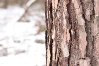 Kışın ormanda bir çam ağacının gövdesine yakın çekim. Gün boyunca çam ağacı, ağaç kabuğuna yakın çekim. Doğal bir arka plan için ağaç. Ayrıntılar. Arka planı bulanık olan çam ağacına odaklan.