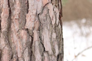 Kışın ormanda bir çam ağacının gövdesine yakın çekim. Gün boyunca çam ağacı, ağaç kabuğuna yakın çekim. Doğal bir arka plan için ağaç. Ayrıntılar. Arka planı bulanık olan çam ağacına odaklan.