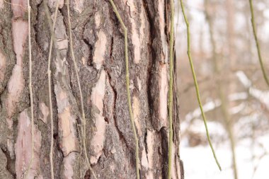 Kışın ormanda bir çam ağacının gövdesine yakın çekim. Gün boyunca çam ağacı, ağaç kabuğuna yakın çekim. Doğal bir arka plan için ağaç. Ayrıntılar. Arka planı bulanık olan çam ağacına odaklan.