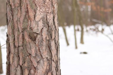 Kışın ormanda bir çam ağacının gövdesine yakın çekim. Gün boyunca çam ağacı, ağaç kabuğuna yakın çekim. Doğal bir arka plan için ağaç. Ayrıntılar. Arka planı bulanık olan çam ağacına odaklan.