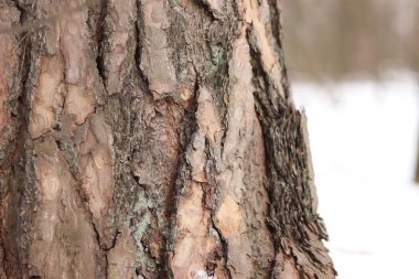 Kışın ormanda bir çam ağacının gövdesine yakın çekim. Gün boyunca çam ağacı, ağaç kabuğuna yakın çekim. Doğal bir arka plan için ağaç. Ayrıntılar. Arka planı bulanık olan çam ağacına odaklan.