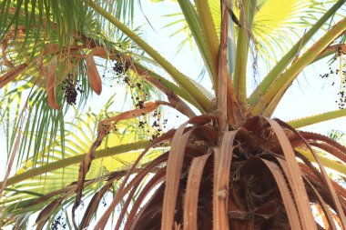 Gökyüzüne karşı yeşil palmiye yaprakları, aşağıdan yukarıya doğru görüş. Doğa geçmişi. Palmiye yaprakları arka plan