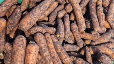 Süpermarkette havuç yakın çekim. Markette bir sürü kirli havuç var. Çiftçi pazarında havuç, mağazada satış. Sebzeler