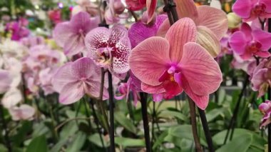 Çeşitli renklerde ve farklı çeşitlerde çiçek açan orkideler. Mağazadaki orkide çiçekleri yakın plan. Seçici odaklı birçok farklı orkide rengi. Alışveriş merkezinde çiçek satışı. Çiçekler.