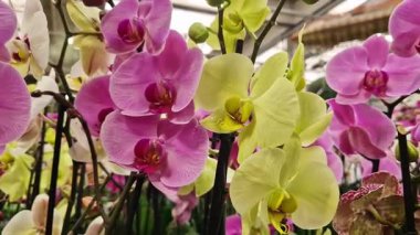 Çeşitli renklerde ve farklı çeşitlerde çiçek açan orkideler. Mağazadaki orkide çiçekleri yakın plan. Seçici odaklı birçok farklı orkide rengi. Alışveriş merkezinde çiçek satışı. Çiçekler.