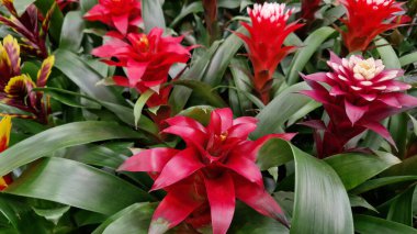 Guzman. Uzun yaprakları ve parlak çiçekleri olan otçul bitkiler. Çiçek açan guzmania yakın plan. Mağazada saksı çiçeği satışı. Farklı guzmanya türleri