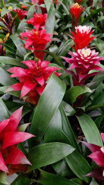 Guzman. Uzun yaprakları ve parlak çiçekleri olan otçul bitkiler. Çiçek açan guzmania yakın plan. Mağazada saksı çiçeği satışı. Farklı guzmanya türleri