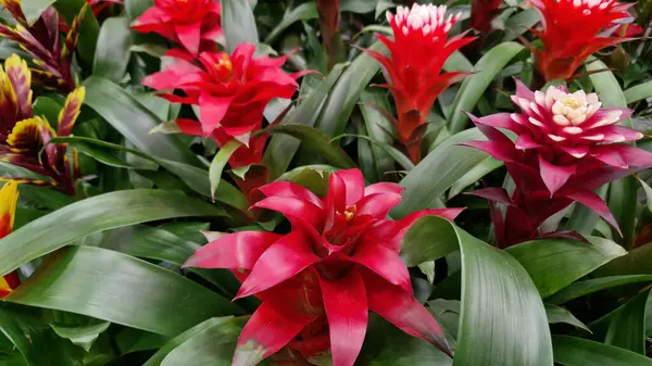 Guzman. Uzun yaprakları ve parlak çiçekleri olan otçul bitkiler. Çiçek açan guzmania yakın plan. Mağazada saksı çiçeği satışı. Farklı guzmanya türleri