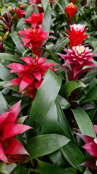 Guzman. Uzun yaprakları ve parlak çiçekleri olan otçul bitkiler. Çiçek açan guzmania yakın plan. Mağazada saksı çiçeği satışı. Farklı guzmanya türleri