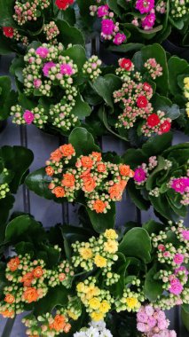 Kalanchoe, üst manzara. Bir dükkanda satılık çiçek saksısı. Farklı tipte kalanchoe. Yeşil yapraklı arka planda sayısız parlak çiçekleri olan bir bitki.