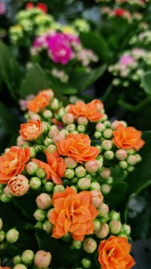 Kalanchoe, üst manzara. Bir dükkanda satılık çiçek saksısı. Farklı tipte kalanchoe. Yeşil yapraklı arka planda sayısız parlak çiçekleri olan bir bitki.