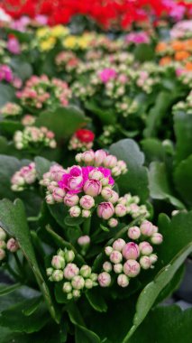 Kalanchoe, üst manzara. Bir dükkanda satılık çiçek saksısı. Farklı tipte kalanchoe. Yeşil yapraklı arka planda sayısız parlak çiçekleri olan bir bitki.