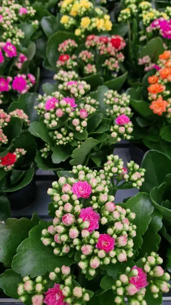 Kalanchoe, üst manzara. Bir dükkanda satılık çiçek saksısı. Farklı tipte kalanchoe. Yeşil yapraklı arka planda sayısız parlak çiçekleri olan bir bitki.