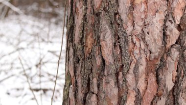 Kışın ormanda bir çam ağacının gövdesine yakın çekim. Gün boyunca çam ağacı, ağaç kabuğuna yakın çekim. Doğal bir arka plan için ağaç. Ayrıntılar. Arka planı bulanık olan çam ağacına odaklan.