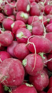 Yakın plan satılık turp yığını. Çiftlik ürünleri. Tarım. Sebzeler. Taze turplar. Çiftçi pazarında satılmak üzere toplanmış turplar. Yiyecek pazarı. Turp kökleri