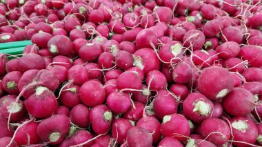 Yakın plan satılık turp yığını. Çiftlik ürünleri. Tarım. Sebzeler. Taze turplar. Çiftçi pazarında satılmak üzere toplanmış turplar. Yiyecek pazarı. Turp kökleri