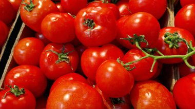 Satılık domates dalıyla yakın plan. Çiftlik ürünleri. Tarım. Sebzeler. Taze olgun domatesler. Domatesler çiftçi pazarında satılmak üzere bir araya toplanmış. Yiyecek pazarı