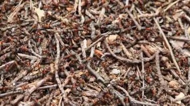 Vahşi doğadaki karıncaların hayatı. Antrill. Karıncalar yakın plan. Karıncalar aktif olarak karınca yuvasında sürünüyor. Doğa