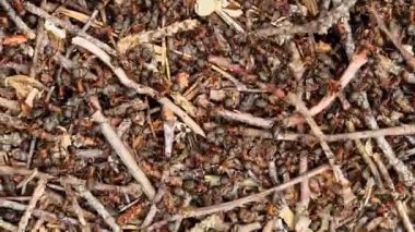 Vahşi doğadaki karıncaların hayatı. Antrill. Karıncalar yakın plan. Karıncalar aktif olarak karınca yuvasında sürünüyor. Doğa