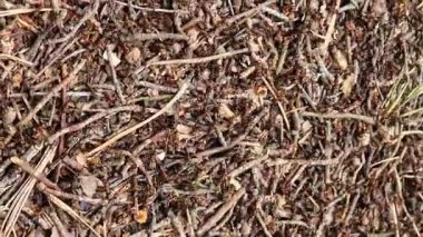 Vahşi doğadaki karıncaların hayatı. Antrill. Karıncalar yakın plan. Karıncalar aktif olarak karınca yuvasında sürünüyor. Doğa