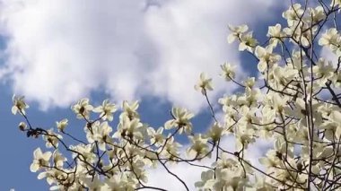 Beyaz manolya çiçekleri. Parkta çiçek açan ağaç. Gökyüzüne karşı çiçek açan beyaz manolya ağacı. Bahar manolyası çiçeği. Doğa geçmişi. Baharda güzel ağaç dalları