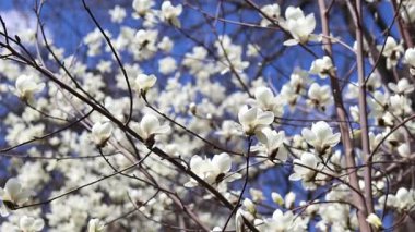 Beyaz manolya çiçekleri. Parkta çiçek açan ağaç. Gökyüzüne karşı çiçek açan beyaz manolya ağacı. Bahar manolyası çiçeği. Doğa geçmişi. Baharda güzel ağaç dalları