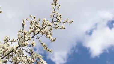 Beyaz manolya çiçekleri. Parkta çiçek açan ağaç. Gökyüzüne karşı çiçek açan beyaz manolya ağacı. Bahar manolyası çiçeği. Doğa geçmişi. Baharda güzel ağaç dalları