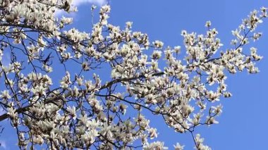 Beyaz manolya çiçekleri. Parkta çiçek açan ağaç. Gökyüzüne karşı çiçek açan beyaz manolya ağacı. Bahar manolyası çiçeği. Doğa geçmişi. Baharda güzel ağaç dalları