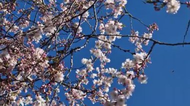 Güzel kiraz çiçekleri, pembe çiçek ağaçları. Baharda çiçek açan ağaç. Doğa geçmişi. İlkbaharda güzel ağaç dalları. Parkta çiçek açan ağaç