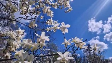 Gökyüzüne karşı çiçek açan beyaz manolya ağacı. Bahar manolyası çiçeği. Doğa geçmişi. İlkbaharda güzel ağaç dalları. Beyaz manolya çiçekleri. Parkta çiçek açan ağaç