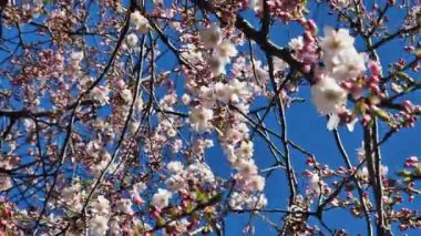 Güzel kiraz çiçekleri, pembe çiçek ağaçları. Baharda çiçek açan ağaç. Doğa geçmişi. İlkbaharda güzel ağaç dalları. Parkta çiçek açan ağaç