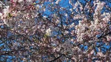 Güzel kiraz çiçekleri, pembe çiçek ağaçları. Baharda çiçek açan ağaç. Doğa geçmişi. İlkbaharda güzel ağaç dalları. Parkta çiçek açan ağaç