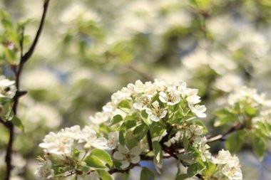 Armut çiçeği. Mavi gökyüzüne karşı beyaz çiçeklerle açan ağaç. Bahar. Armut üzerinde beyaz çiçekler. Doğa geçmişi. Meyve ağacı çiçekleri. Beyaz çiçekler. Çiçek açan bir armut dalı. Bahar arkaplanı