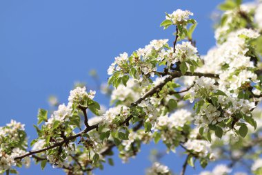 Armut çiçeği. Mavi gökyüzüne karşı beyaz çiçeklerle açan ağaç. Bahar. Armut üzerinde beyaz çiçekler. Doğa geçmişi. Meyve ağacı çiçekleri. Beyaz çiçekler. Çiçek açan bir armut dalı. Bahar arkaplanı