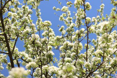 Armut çiçeği. Mavi gökyüzüne karşı beyaz çiçeklerle açan ağaç. Bahar. Armut üzerinde beyaz çiçekler. Doğa geçmişi. Meyve ağacı çiçekleri. Beyaz çiçekler. Çiçek açan bir armut dalı. Bahar arkaplanı