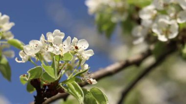 Armut çiçeği. Mavi gökyüzüne karşı beyaz çiçeklerle açan ağaç. Bahar. Armut üzerinde beyaz çiçekler. Doğa geçmişi. Meyve ağacı çiçekleri. Beyaz çiçekler. Çiçek açan bir armut dalı. Bahar arkaplanı