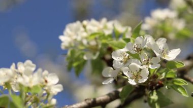 Armut çiçeği. Mavi gökyüzüne karşı beyaz çiçeklerle açan ağaç. Bahar. Armut üzerinde beyaz çiçekler. Doğa geçmişi. Meyve ağacı çiçekleri. Beyaz çiçekler. Çiçek açan bir armut dalı. Bahar arkaplanı