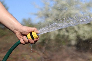 Çiçekleri sulamak. Adamın eli hortumu suyla tutuyor. Hortumdan güçlü bir su akışı. Bahçe hortumuyla çiçekleri sulayan bir erkek el, bahçıvanlık kavramı. Su sıçrıyor. Dünya Günü. Sulama ağaçları