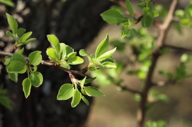 Armut yaprakları bir dala yakın çekim yapar. Seçici odaklı doğal bir arka plan. Bahar. Genç yapraklar. Armut ağacı