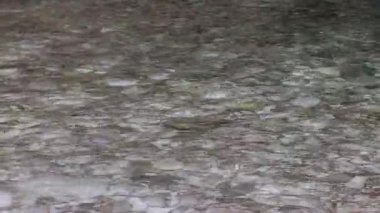 Deniz. İçinden çakıl taşları görünen şeffaf berrak su. Denizde tatil. Deniz suyunun yüzeyi. Sudaki dalgalar, dalgalar ve küçük çakıl taşları deniz tabanındaki su yoluyla görülebilir.