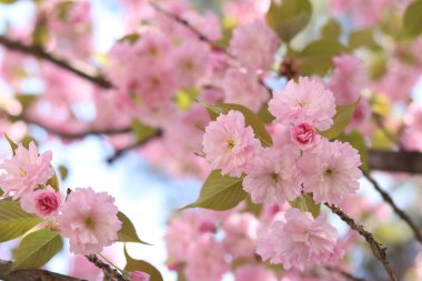 Sakura çiçek açmış. Yumuşak odaklı güzel pembe sakura çiçekleri. Çiçekler yakın plan. Bahar arka planı. Parkta çiçek açan sakura ağacı