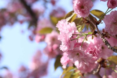 Sakura çiçek açmış. Yumuşak odaklı güzel pembe sakura çiçekleri. Çiçekler yakın plan. Bahar arka planı. Parkta çiçek açan sakura ağacı