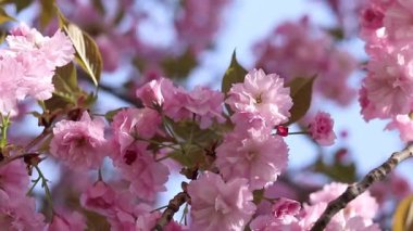 Sakura çiçek açmış. Yumuşak odaklı güzel pembe sakura çiçekleri. Çiçekler yakın plan. Bahar arka planı. Parkta çiçek açan sakura ağacı