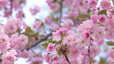 Sakura çiçek açmış. Yumuşak odaklı güzel pembe sakura çiçekleri. Çiçekler yakın plan. Bahar arka planı. Parkta çiçek açan sakura ağacı