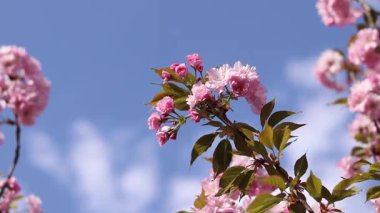 Sakura çiçek açmış. Yumuşak odaklı güzel pembe sakura çiçekleri. Çiçekler yakın plan. Bahar arka planı. Parkta çiçek açan sakura ağacı