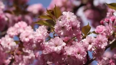 Sakura çiçek açmış. Yumuşak odaklı güzel pembe sakura çiçekleri. Çiçekler yakın plan. Bahar arka planı. Parkta çiçek açan sakura ağacı