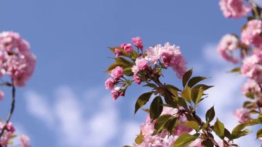 Sakura çiçek açmış. Yumuşak odaklı güzel pembe sakura çiçekleri. Çiçekler yakın plan. Bahar arka planı. Parkta çiçek açan sakura ağacı